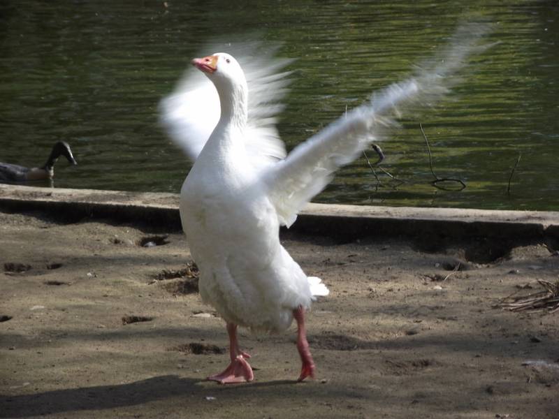 Ein weißer Schwan flattert mit seinen Flügeln